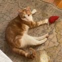 Photo of Clementine