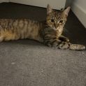 Photo of Honey