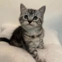 Photo of Luna