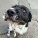 Photo of Ollie