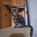 Photo of Jellybean 