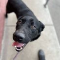 Photo of Bear