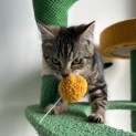 Photo of Pancake