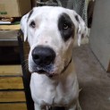 Photo of Patches