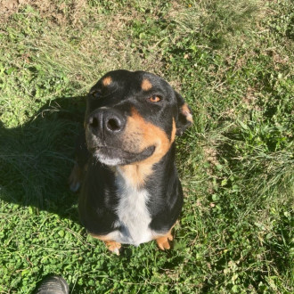 Medium Male Kelpie Dog