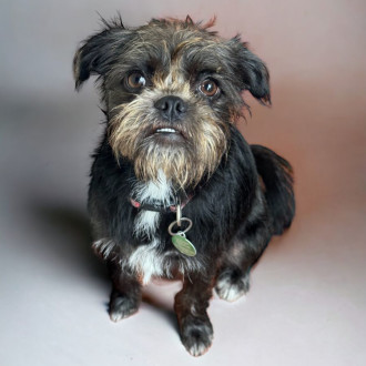 Small Female Brussels Griffon Mix Dog