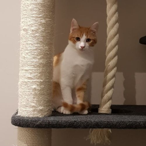 Tim