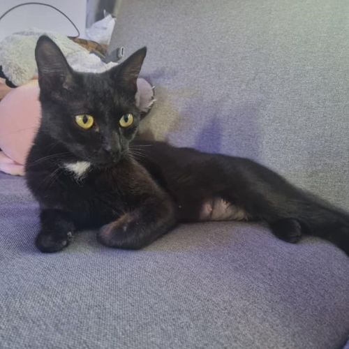 Sooty