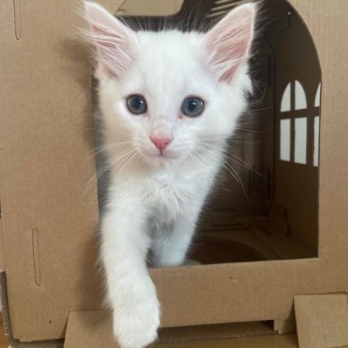 Leonardo- 8 Week Old (on trial 25/01/22)