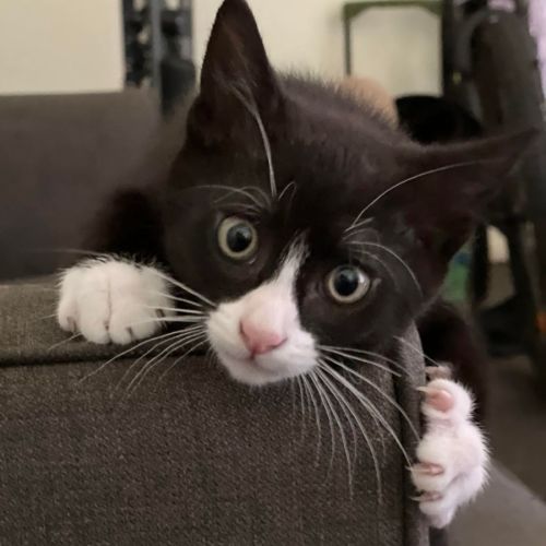 Beans **2nd Chance Cat Rescue**