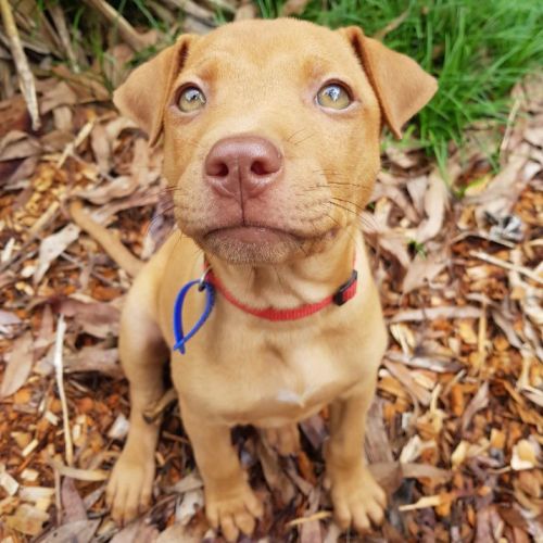 Benny ~ American Staffy X Puppy(Rev.Apps 8/3/22)