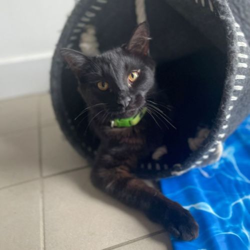 KitKat 