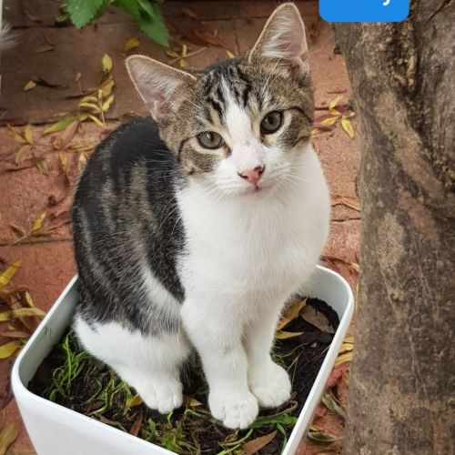 Rolly **2nd Chance Cat Rescue**