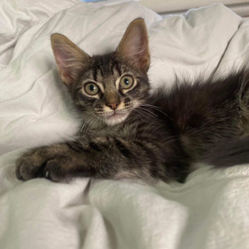 Basil