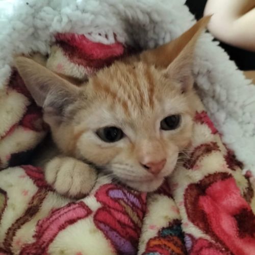 No photo for Tigger