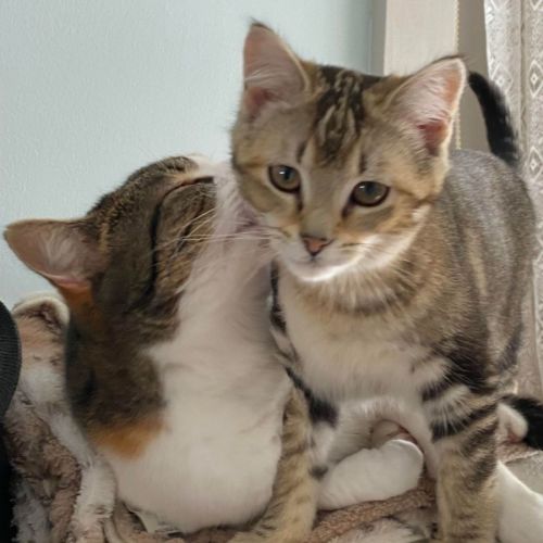 Nala