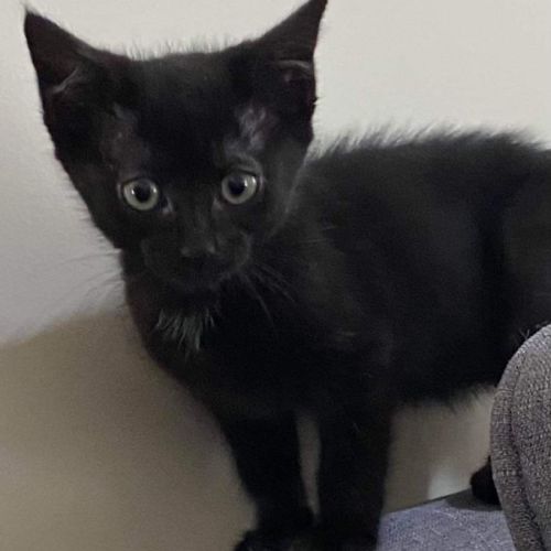 No photo for Salem