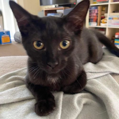 No photo for Salem