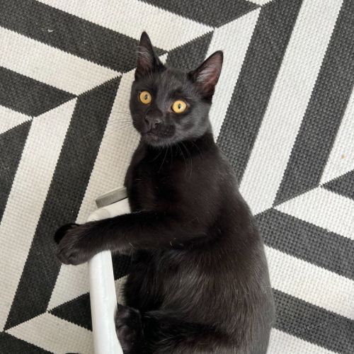 Nori