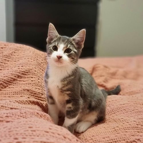 Luca