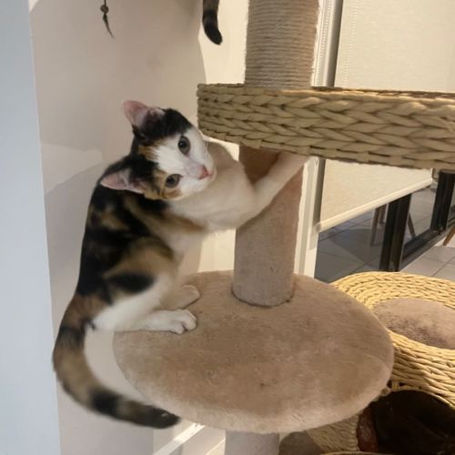 Fairy meet me at Petstock Chelsea store 20/9/23