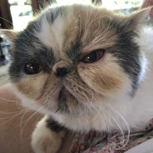 Small Paws Animal Rescue QLD PetRescue