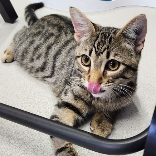 🎊 Scout F02765 🎊