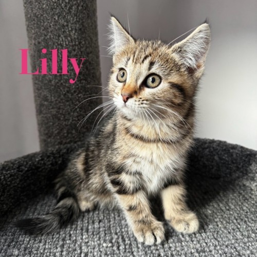 Lilly 