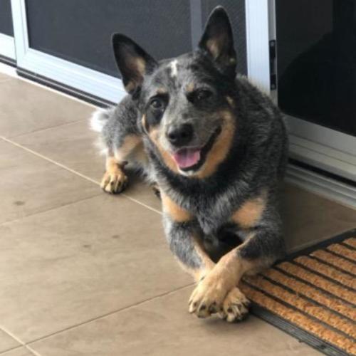 Rex