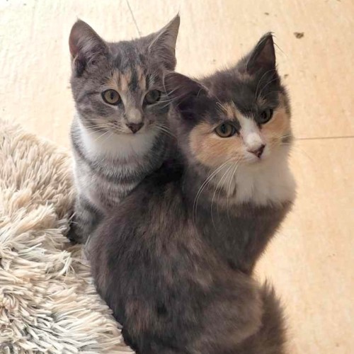 Chipmunk & Short Socks