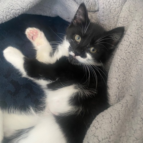 Melinoe **2nd Chance Cat Rescue**