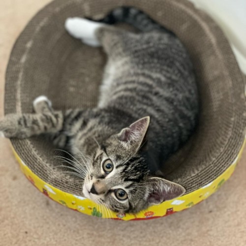 Gabriel**2nd Chance Cat Rescue**