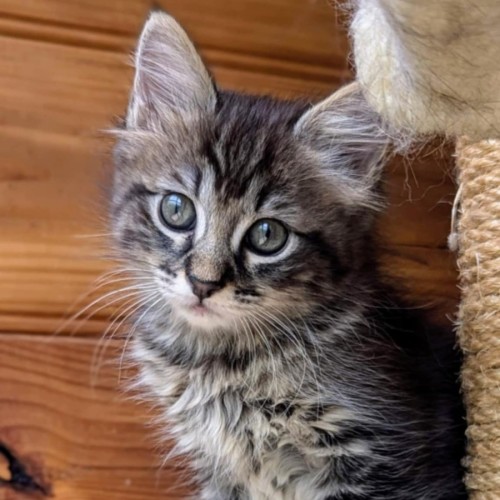 Maia **2nd Chance Cat Rescue**