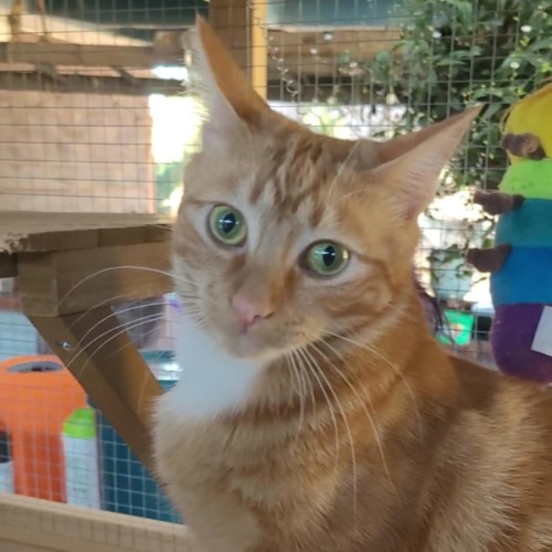 Rebel - Reduced Adoption Fee