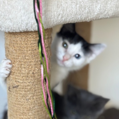 Kiwi meet me@Petstock Mornington Nepean Hwy 