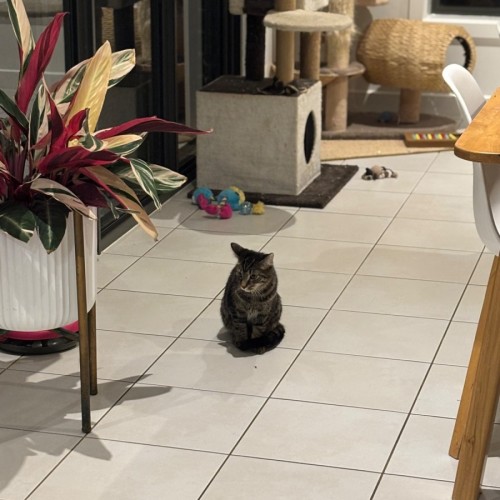 Bruno looking for a farm home/barn cat