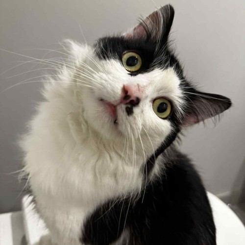 Chuck Taylor - Meet me @ Petstock Prahran!