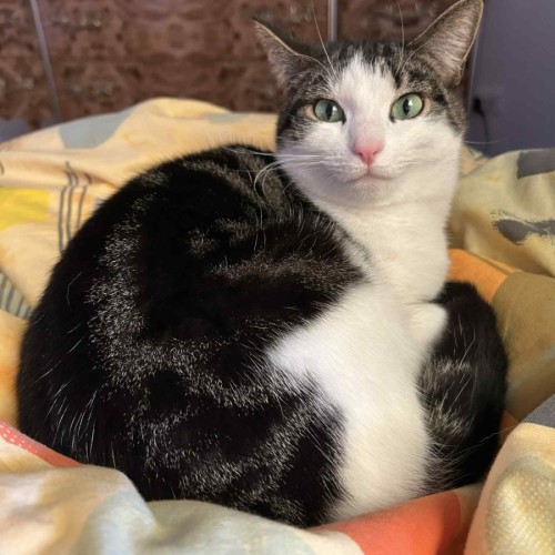 Laura * 9 Lives Project Rescue*