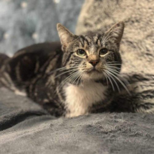 Miles* 9 Lives Project Rescue*