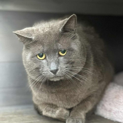 Steel * 9 Lives Project Rescue*