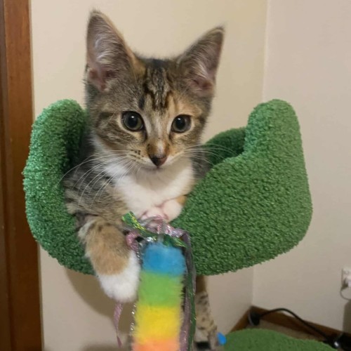 Pippa * 9 Lives Project Rescue*