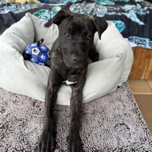 No photo for Nova