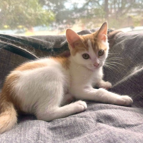 Barbara - Meet me @ Petstock Prahran!