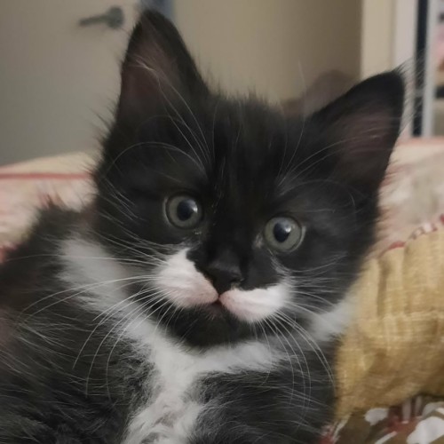 May *9 Lives Project Rescue*