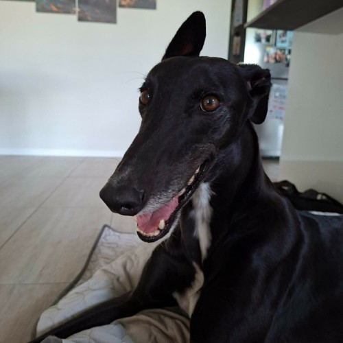 Cassie, the greyhound