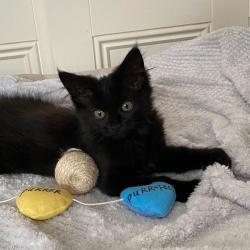 Ebony *9 Lives Project Rescue*