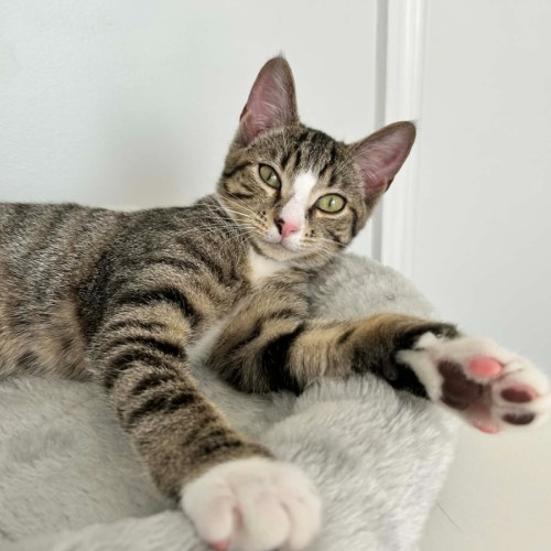 Donner *9 Lives Project Rescue*