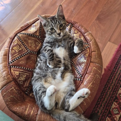 Nigel Mittens 