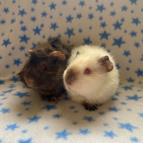 Dewi & Gwilym
