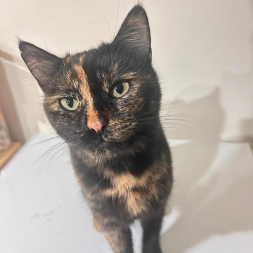 Tortie